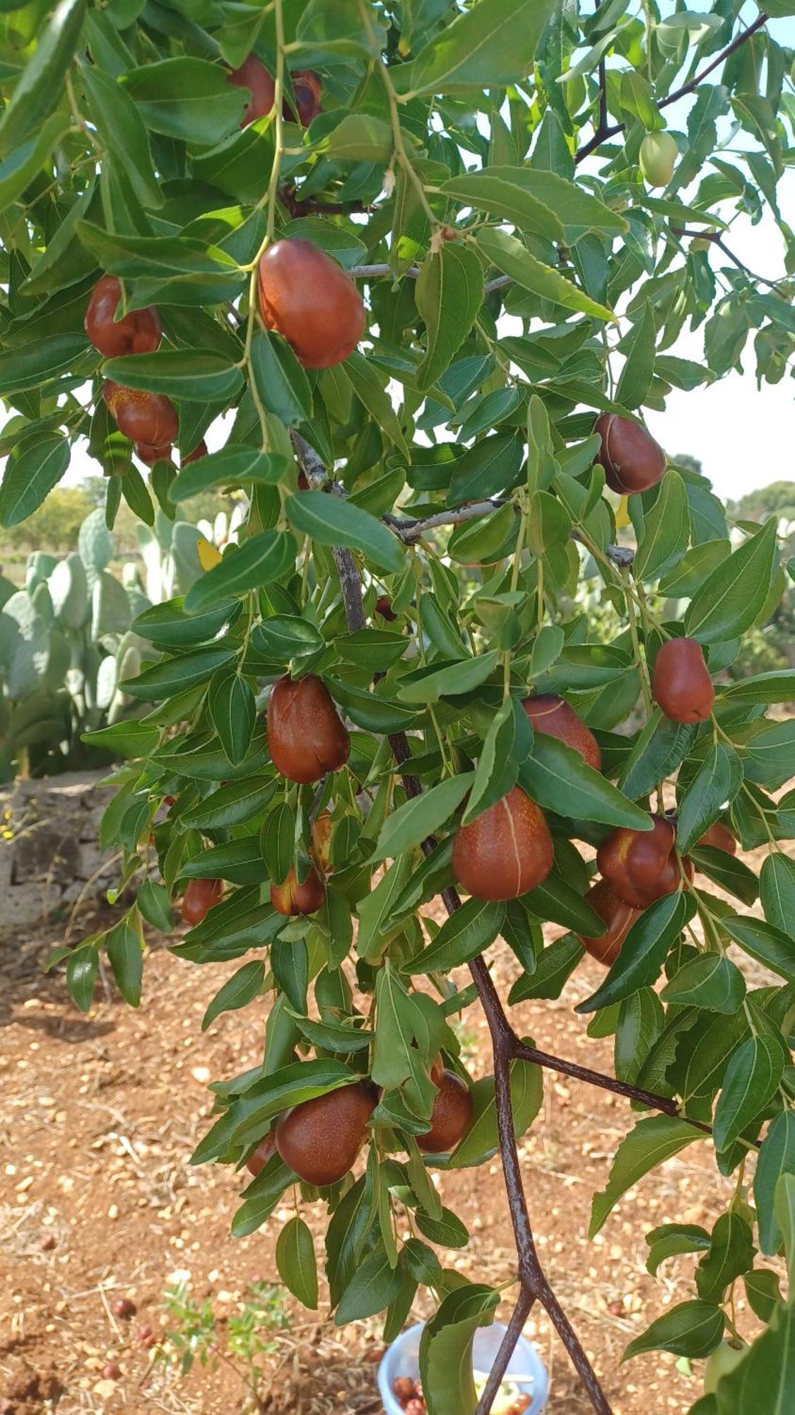 B&B Trulli Sotto La Cupa Martina Franca Ngoại thất bức ảnh
